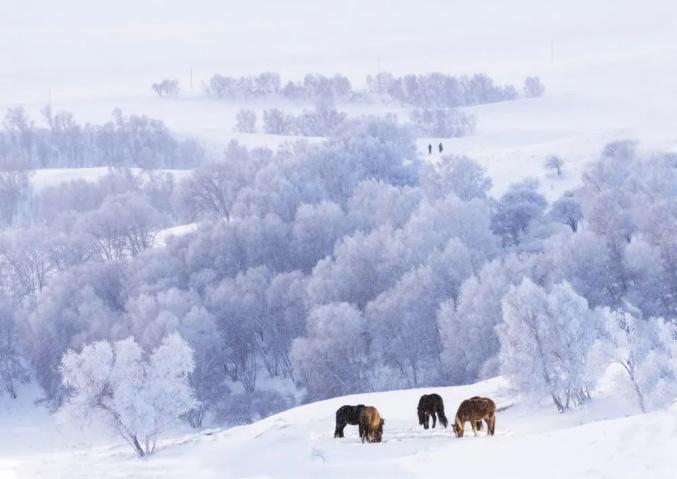 北京2022年冬奥会开幕倒计时,张家口全力筹备精彩赛事