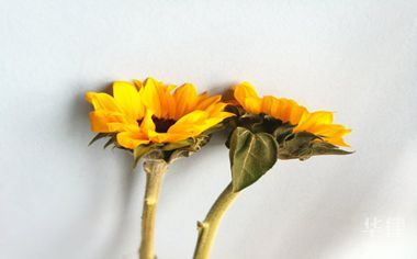 违章举报的方式及车辆违规交罚款的方法