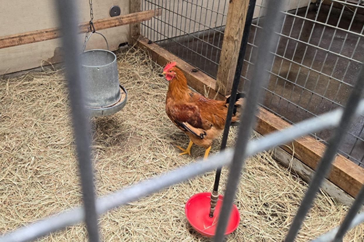 美国多地禽流感肆虐，农业部考虑用动物疫苗控制疫情蔓延